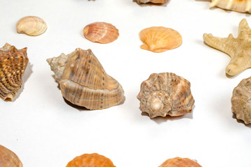 several different mollusk shells close-up on a white background