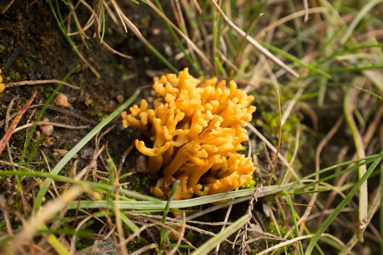 Yellow Coral Mushroom (Ramaria aurea) Fungus in Scottish Bog Habitat