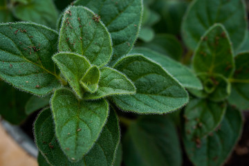 Organic seasoning. Greek oregano plant. Landscape orientation.