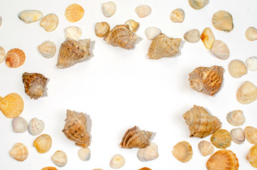 composition of exotic sea shells and starfish starfish on a white background. View from above.