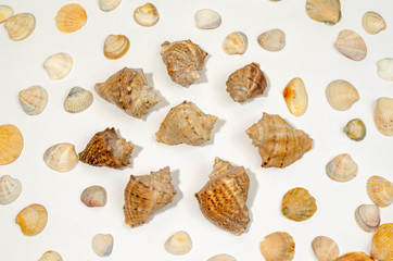 Various shells and sea snails against white background