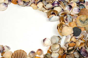 Obraz premium many small seashells of various kinds close-up with a place for inscription