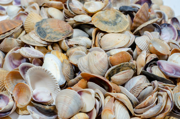 many small seashells of various kinds close-up with a place for inscription