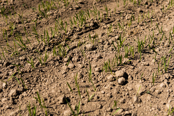 Young wheat seedlings growing on a field in a black soil. Spring green wheat grows in soil. Close up on sprouting rye on a agriculture field in a sunny day. Sprouts of rye. Agriculture.