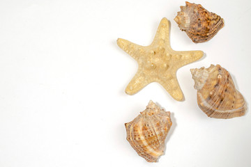 Fototapeta na wymiar many small shells of various species close-up