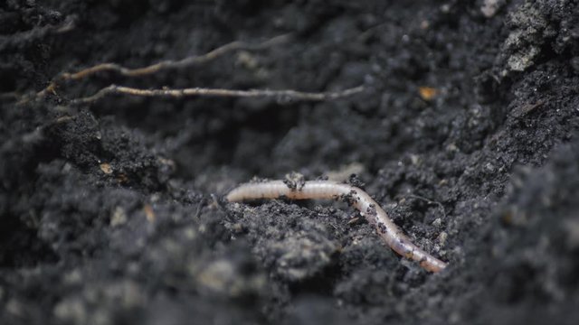 Earthworm close-up on damp earth, rings visible on the body of a worm