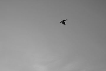 bird in flight