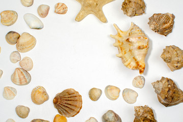 many small shells of various species close-up