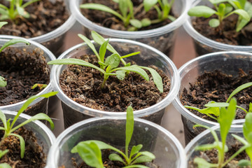 Young parting close-up. Seedling for planting. Close-up.