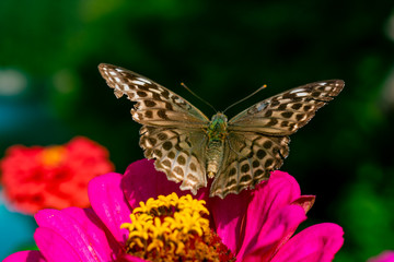 Non Valley, Trentino, Italy - 31 august 2019 - A beautiful butterfly on a fuchsia flower