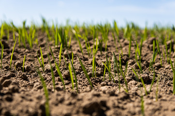 Young wheat seedlings growing on a field in a black soil. Spring green wheat grows in soil. Close up on sprouting rye on a agriculture field in a sunny day. Sprouts of rye. Agriculture.
