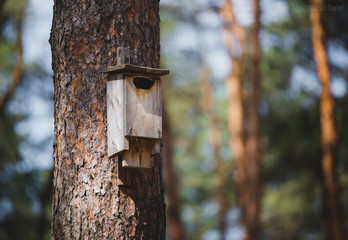 Nest box on a tree close up, on a sunny weather