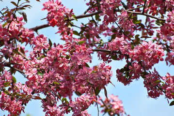 Pink flowers on the tree. Cherry blossoms on blue sky background. Many flowers with yellow leaves close up.