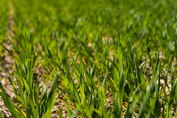 Young wheat seedlings growing on a field in a black soil. Spring green wheat grows in soil. Close up on sprouting rye on a agriculture field in a sunny day. Sprouts of rye. Agriculture.