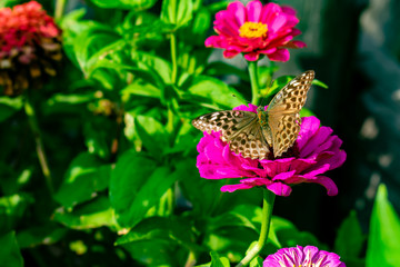 Non Valley, Trentino, Italy - 31 august 2019 - A wonderful butterfly on a flower