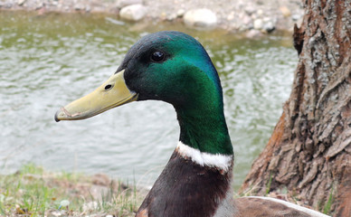 Male duck with a green head front of the river.