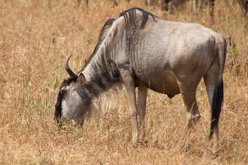 Gnu eating grass in the african steppe