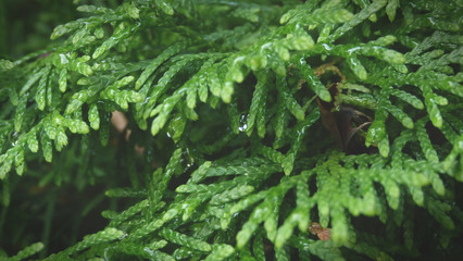 Closeup of  an Evergreen Branch