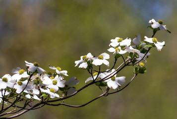 Dogwood Blooms Final Days