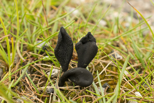 Xylaria longipes (Dead Moll's Fingers) Black Sac Fungus in Scottish Bog Habitat