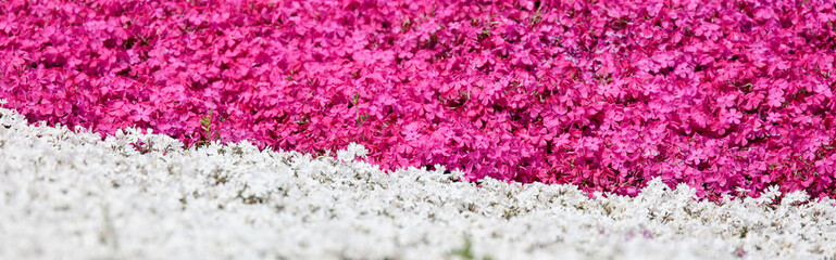Fototapeta premium バナーサイズに切り抜いた芝桜の花壇画像