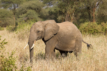 Elephant walking around in the african steppe