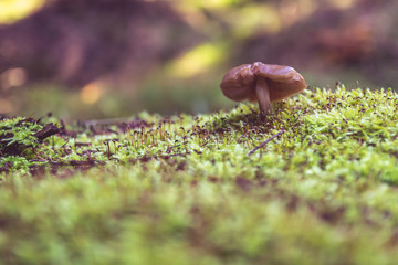 Pilz im Wald