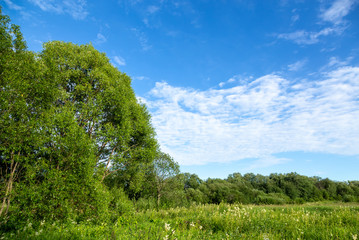 Summer landscape in sunny day. Beautiful landscape with blue sky, white clouds, forest and bushes.