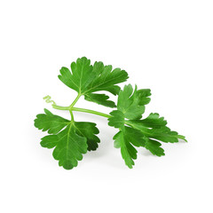 Fresh parsley twig isolated on white background. Green spicy herbs closeup.                               