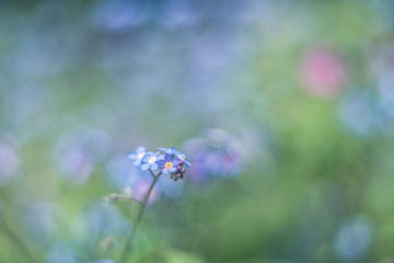 wildflower forget-me-not vintage lens rendering

