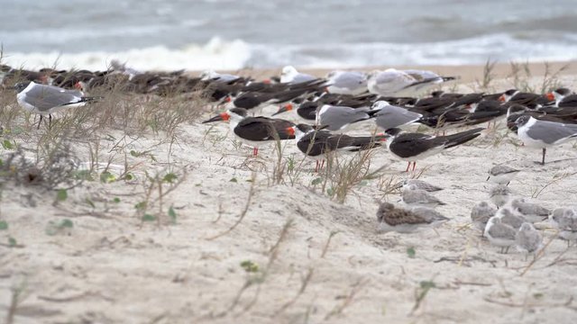 Shore birds line the beach during a severe storm on Amelia Island in Florida