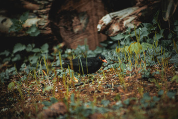 Obraz premium blackbird on grass