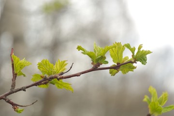 The first spring flowers and shoots.