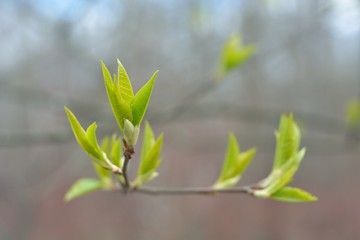 The first spring flowers and shoots.
