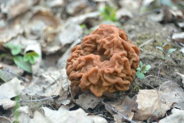 Picking mushrooms in the forest