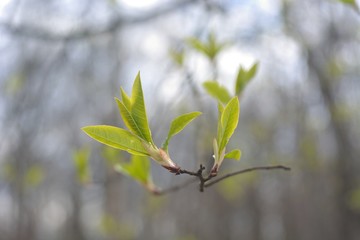 The first spring flowers and shoots.