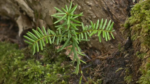 苔のある森の風景