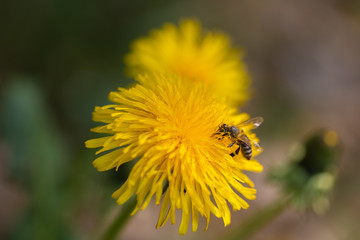 Bee dandelion macro plant pollination, yellow flower summer nature blossom close up flowers detailed, bloom beauty season vibrant