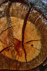 holzstamm closeup