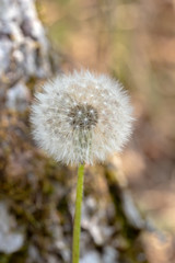 Closeup macro of dandelion flower blowball head with seeds.