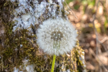 Dandelion flower fluffy blow ball head with seeds. Spring nature macro closeup background with blurred bokeh background.