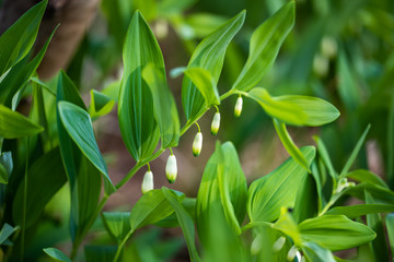 Solomon seal white flowers drooping spring woodland polygonatum, bell shaped hanging nature forest shade garden plant perennial, summer flower freshness