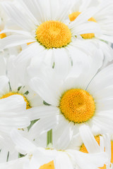 Bouquet of flowers from white daisies close-up.