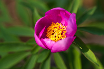 Fototapeta premium Wild peony flower in the forest as nature background