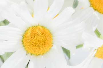 Wildflowers camomile bouquet. Bouquet of daisies close-up. Fresh spring flowers.