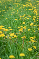 Beautiful wild blooming yellow dandelions flowers, selctive focus. Summer day. Concept of seasons, ecology, green planet, natural green pharmacy