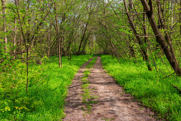 Dirt road in a green forest at spring