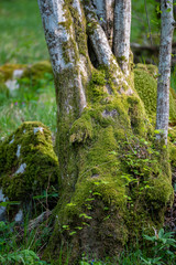 Old big forest tree trunk roots covered with green moss, lichen.