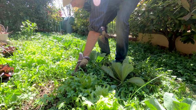 farmer removes weeds from vegetable garden, slowmotion. Organic farming and spring gardening concept