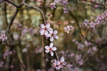 Cherry blossoms in early spring, with some 3d illusion